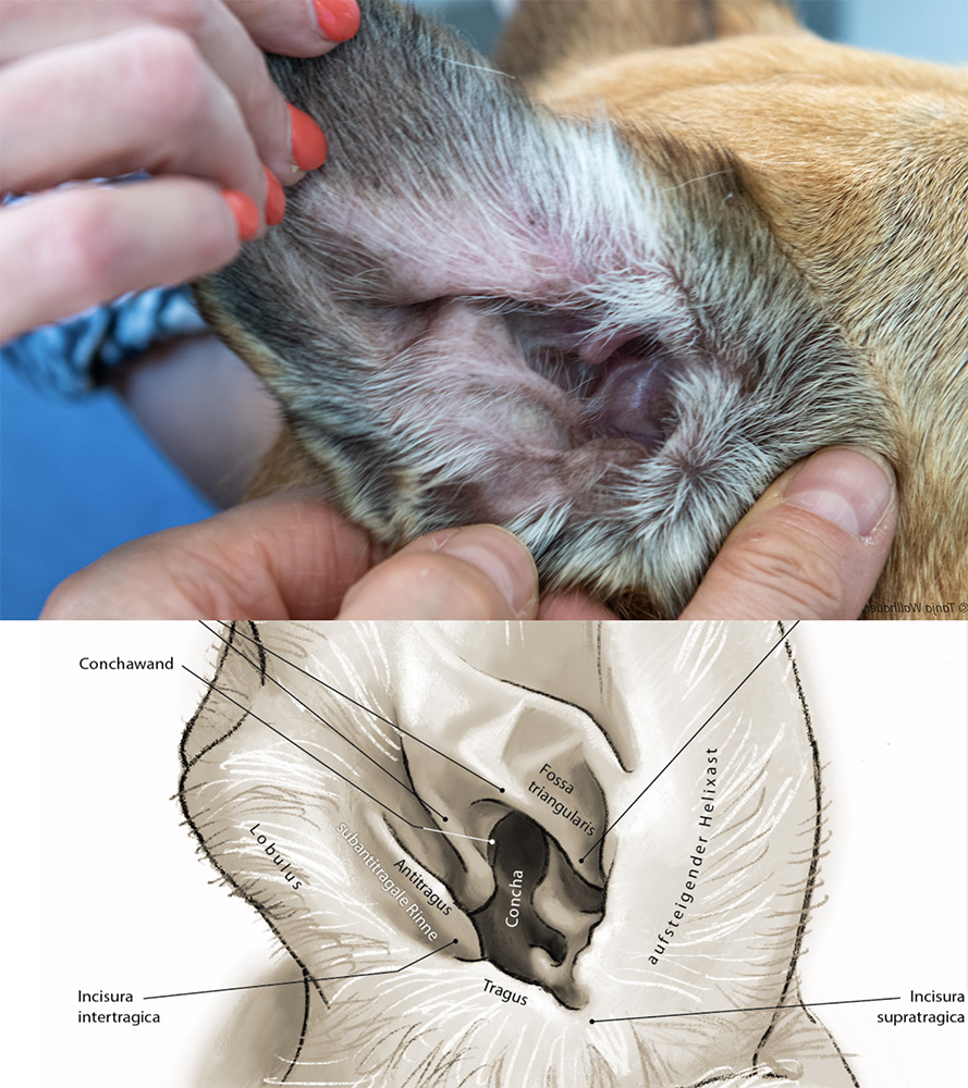 (c) Anja Füchtenbusch / Ulf Jenninger